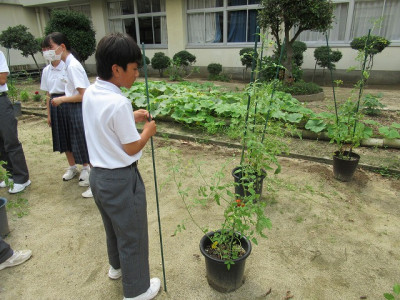 中庭とトマト (2)