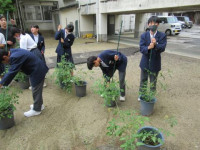 pict-トマト (1)