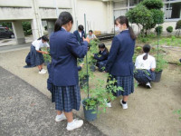 pict-トマト (3)