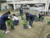 pict-トマト (6)