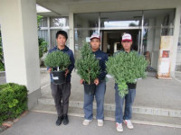 pict-丹原高校菊 (2)